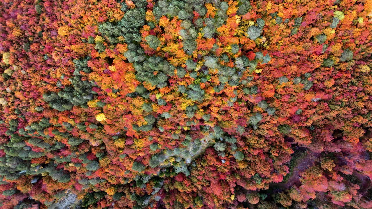 Colorful autumn forest aerial view, showcasing vivid fall foliage