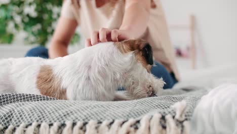 dog having fun with toy on the bed