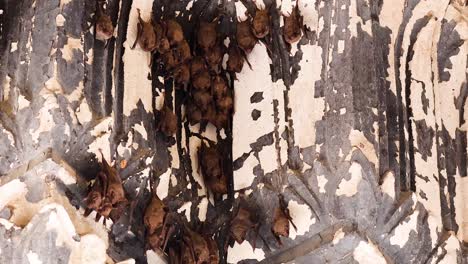 bat hanging still on a textured tree trunk