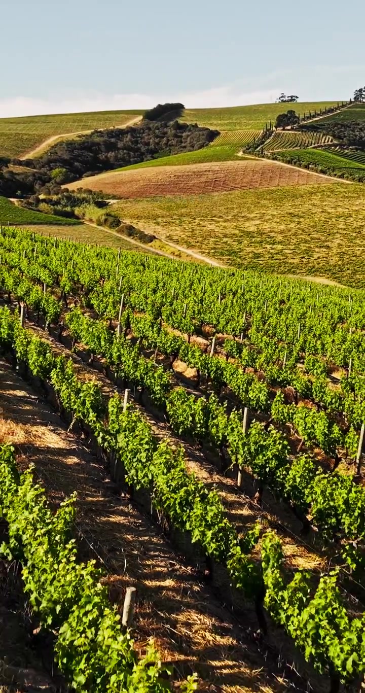 Vista aerea di rigogliosi filari di vigneto su colline ondulate