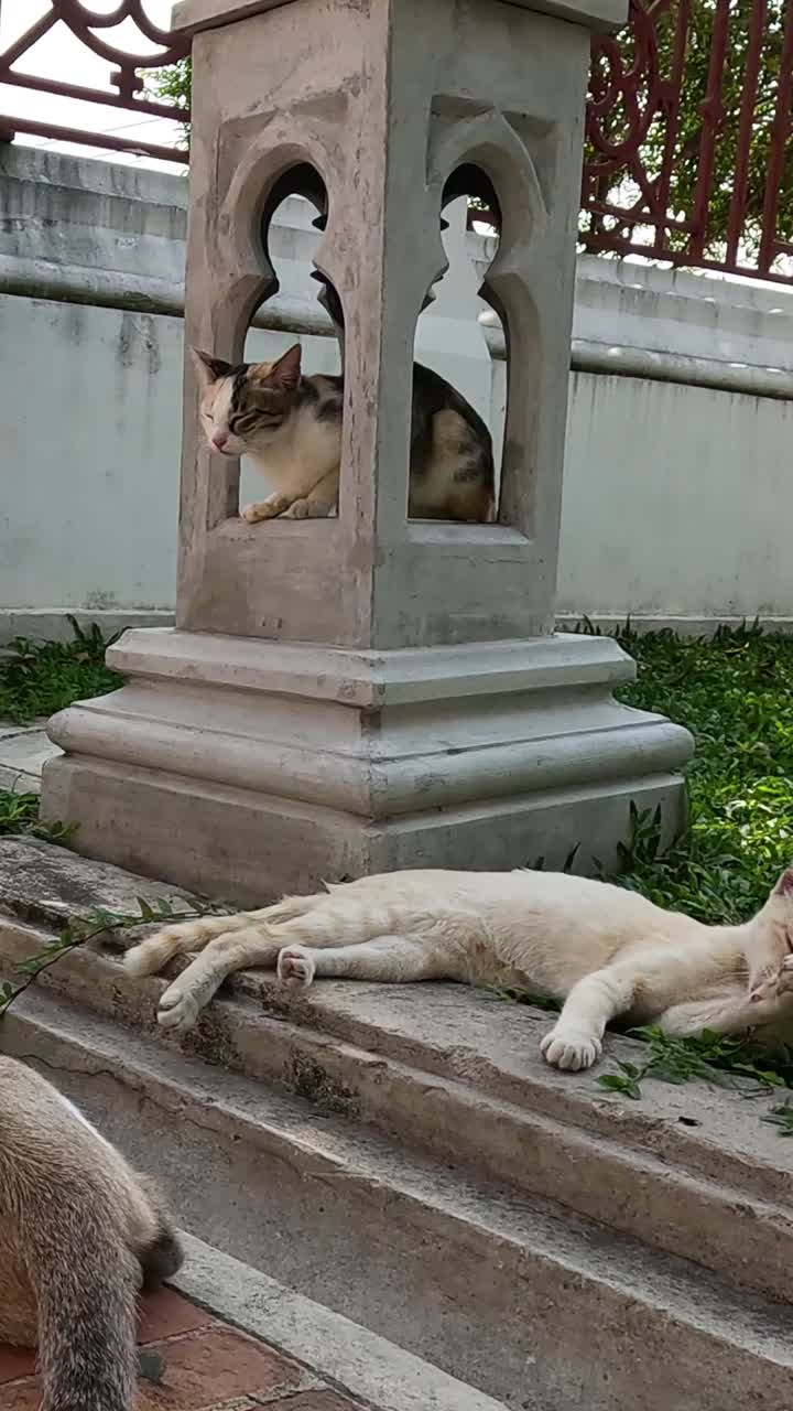 고양이는 작은 기념비에 의해 휴식을 취하고 신부