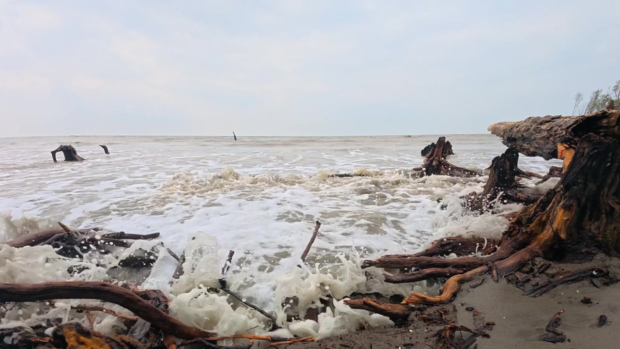 Slow motion murky ocean waves wash onto Sundarbans shoreline driftwood
