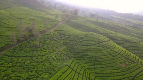 toma cinematográfica de un dron de una plantación de té en terrazas en una colina durante un día de niebla en wonosobo, java central