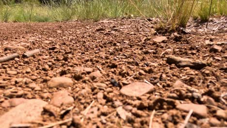 ants working together to move soil