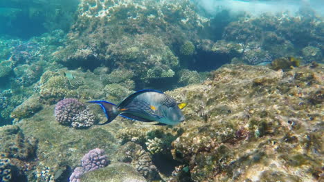 exotic fish near the surf line underwater