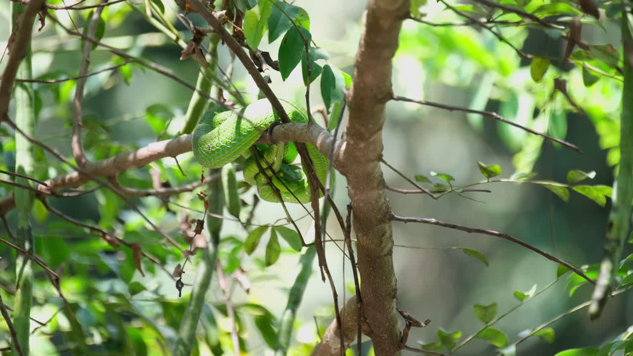 Head in between its coiled body while looking down in vigilance as sunlight is reflected on it from the water under the tree, Vogel's Pit Viper Trimeresurus vogeli, Thailand