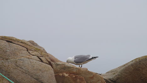 hungry seagull eating and scavenging food on rock with bird flying slow motion hd 30p