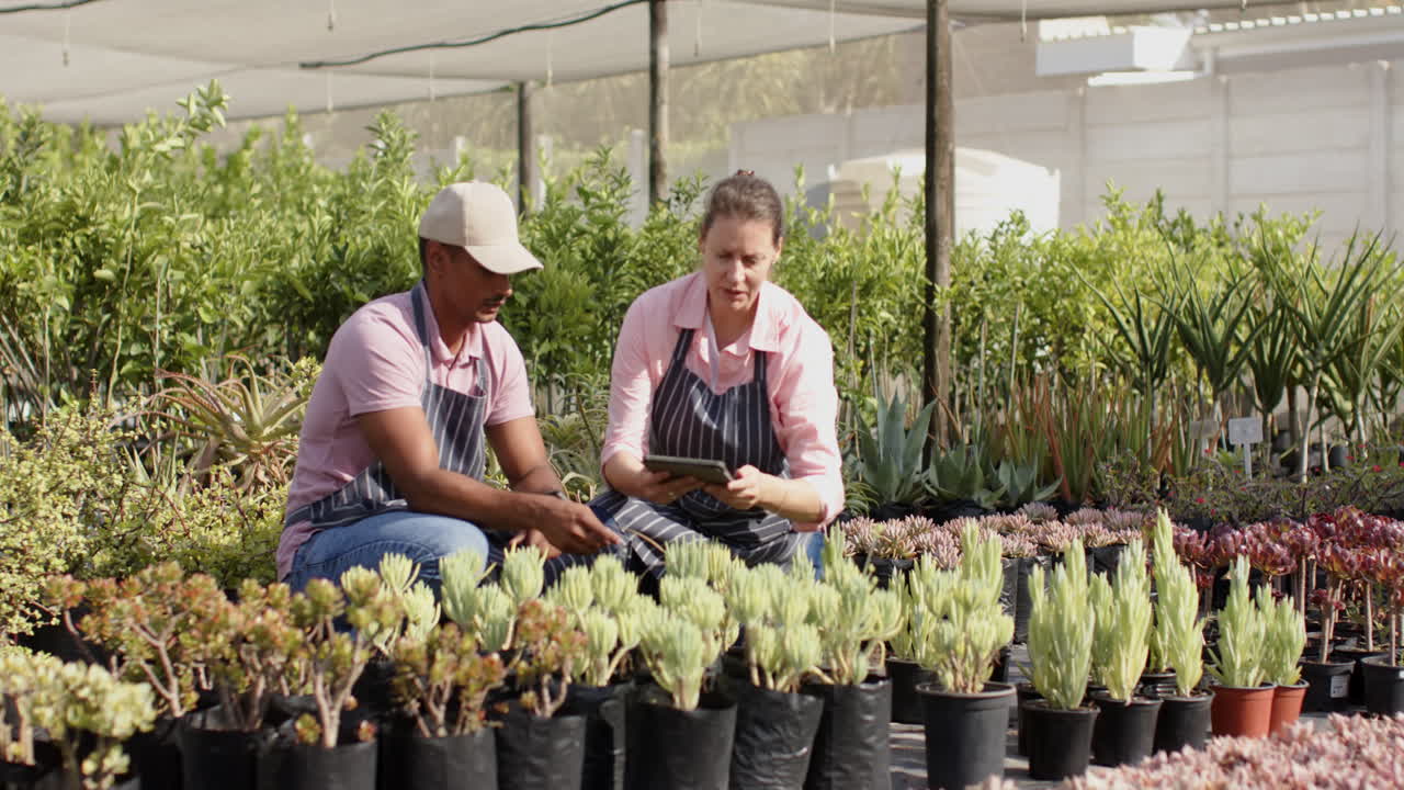 Diverse gardeners in nursery discussing plant care, using digital tablet outdoors, in greenhouse