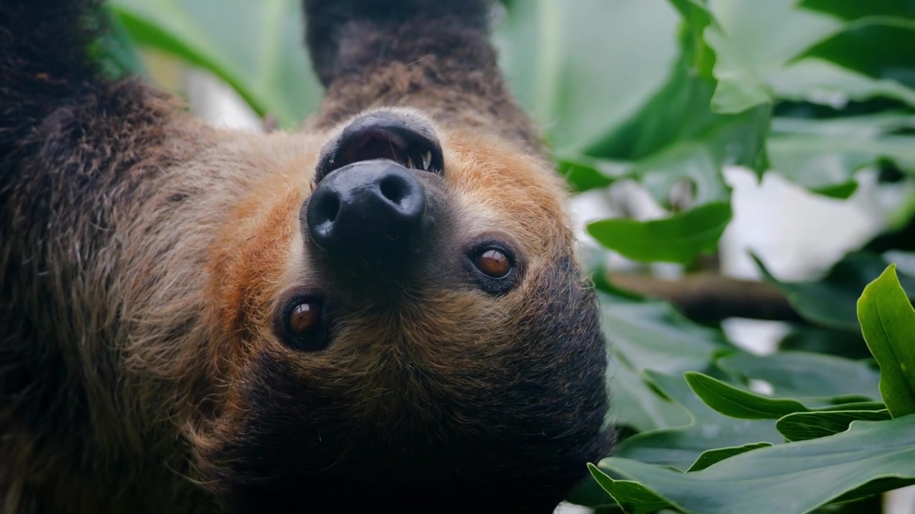 Un bradipo è appeso a testa in giù a un ramo e guarda in modo buffo verso la telecamera. Un animaletto molto carino.
