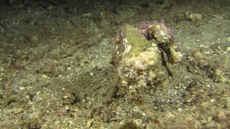 Cangrejo-Esponja-Alejándose-De-La-Cámara-Cubierta-Con-Varios-Organismos-Marinos,-Toma-Nocturna-En-Fondo-Arenoso