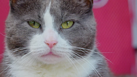 primer plano de un gato gris y blanco