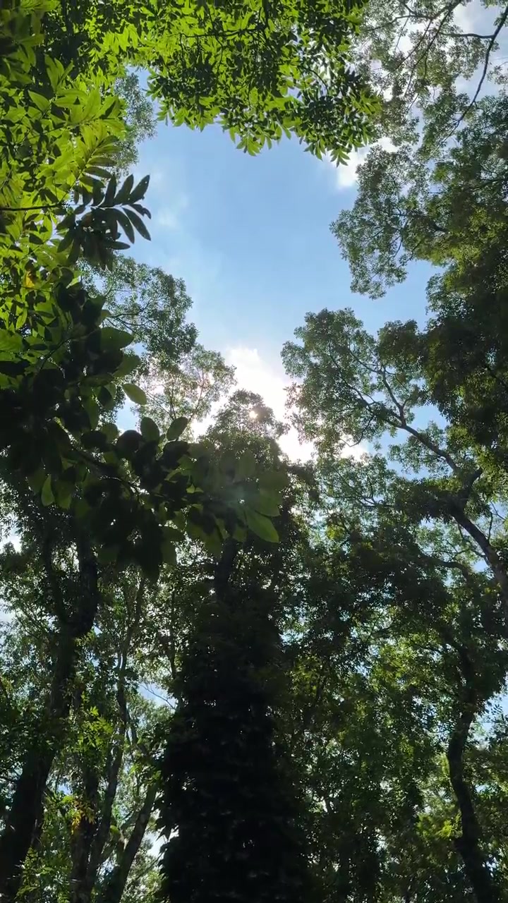 Vista dal basso della luce solare che filtra attraverso la volta della foresta.