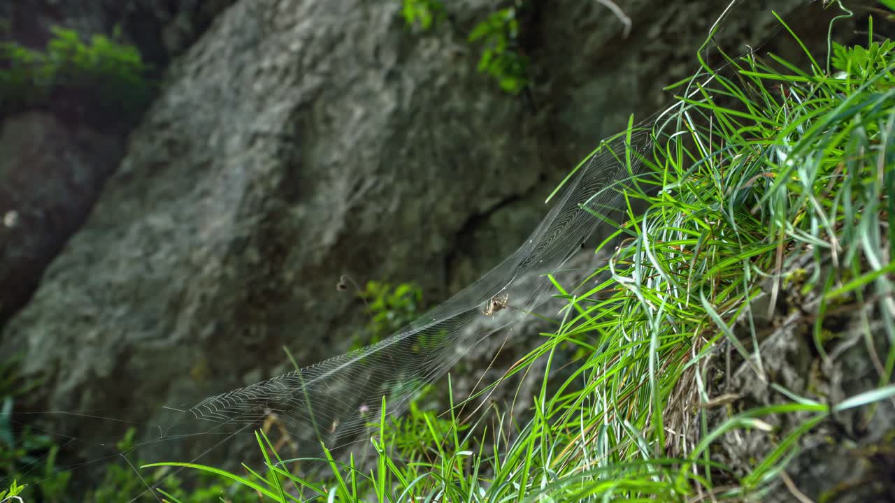 spider on balancing spiderweb.Green grass and rocks on the mountain. Close-up