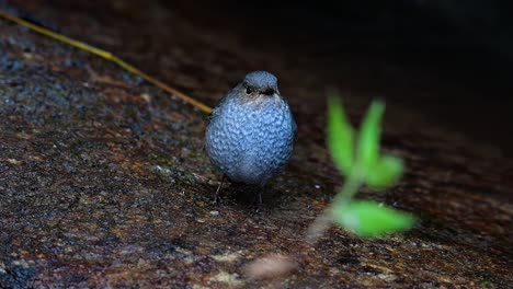 esta hembra de colirrojo plomizo no es tan colorida como el macho pero seguro que es tan esponjosa como una bola de un lindo pájaro