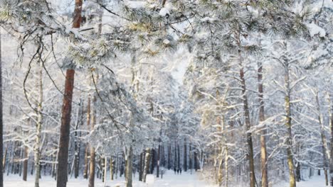 iconic woodland landscape covered in deep snow, handheld view