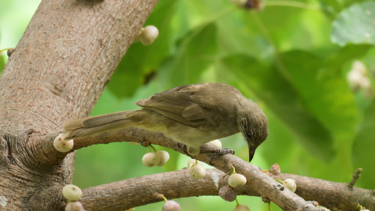bulbul de orejas rayadas limpiando el pico contra la rama encaramado en el ficus superba o la higuera de mar - primer plano