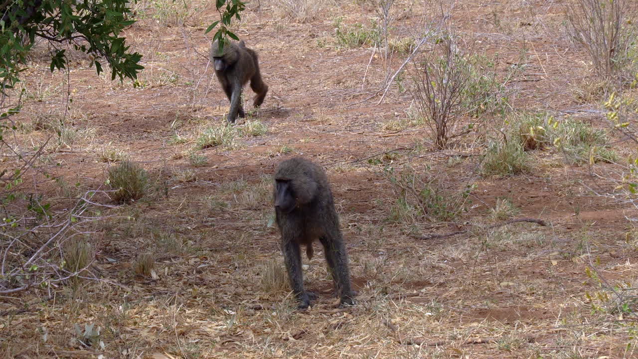 papio anubis babuino oliva en un parque nacional de kenia