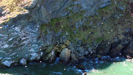 aerial, zoomed view of seagulls and their nests on rocky cliffs in ireland