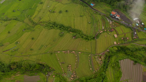 Vista-Aérea-De-Exuberantes-Campos-De-Arroz-En-Terrazas-Verdes-En-Bali.-Vista-Aérea-Giratoria-De-Los-Campos-De-Arroz-De-La-Granja-En-El-Campo-Rural-Tropical