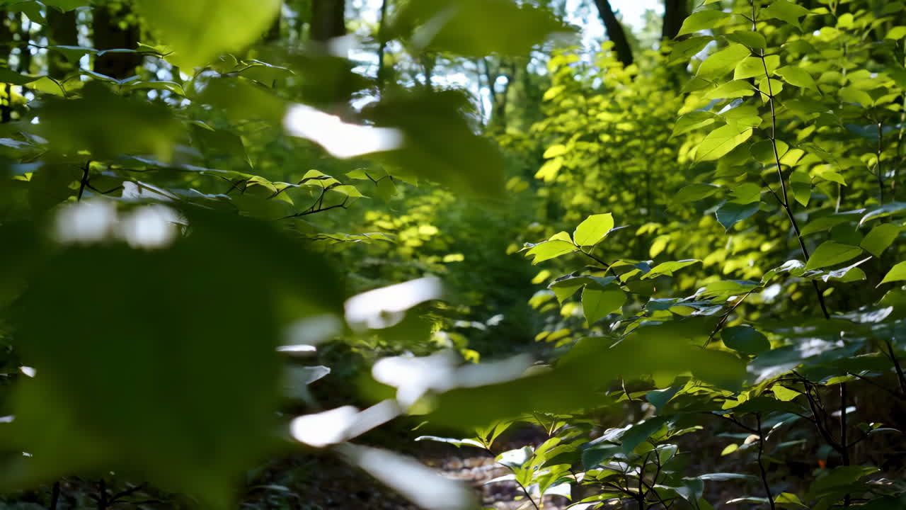 Sunlight Filtering Through Forest Undergrowth