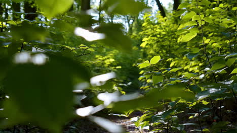 sunlight filtering through forest undergrowth