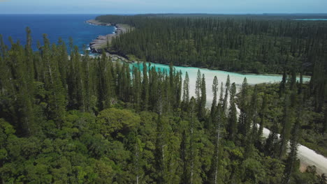 empuje aéreo sobre pinos columnares hacia la maravillosa piscina natural de oro, en isla de pinos