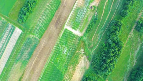 aerial, flight above rural countryside landscape with growing corn field morning sunrise