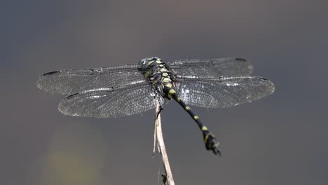 The-Common-Flangetail-dragonfly-is-commonly-seen-in-Thailand-and-Asia