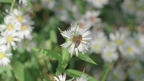 A-closeup-of-a-large-honey-bee-gathering-pollen-from-a-white-Aster-flower