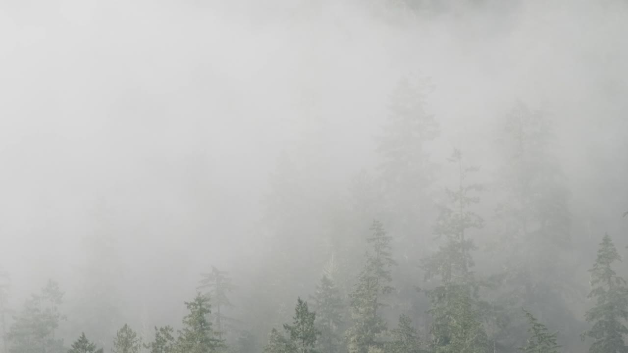 Fog covering the trees in late fall in South British Columbia, Canada