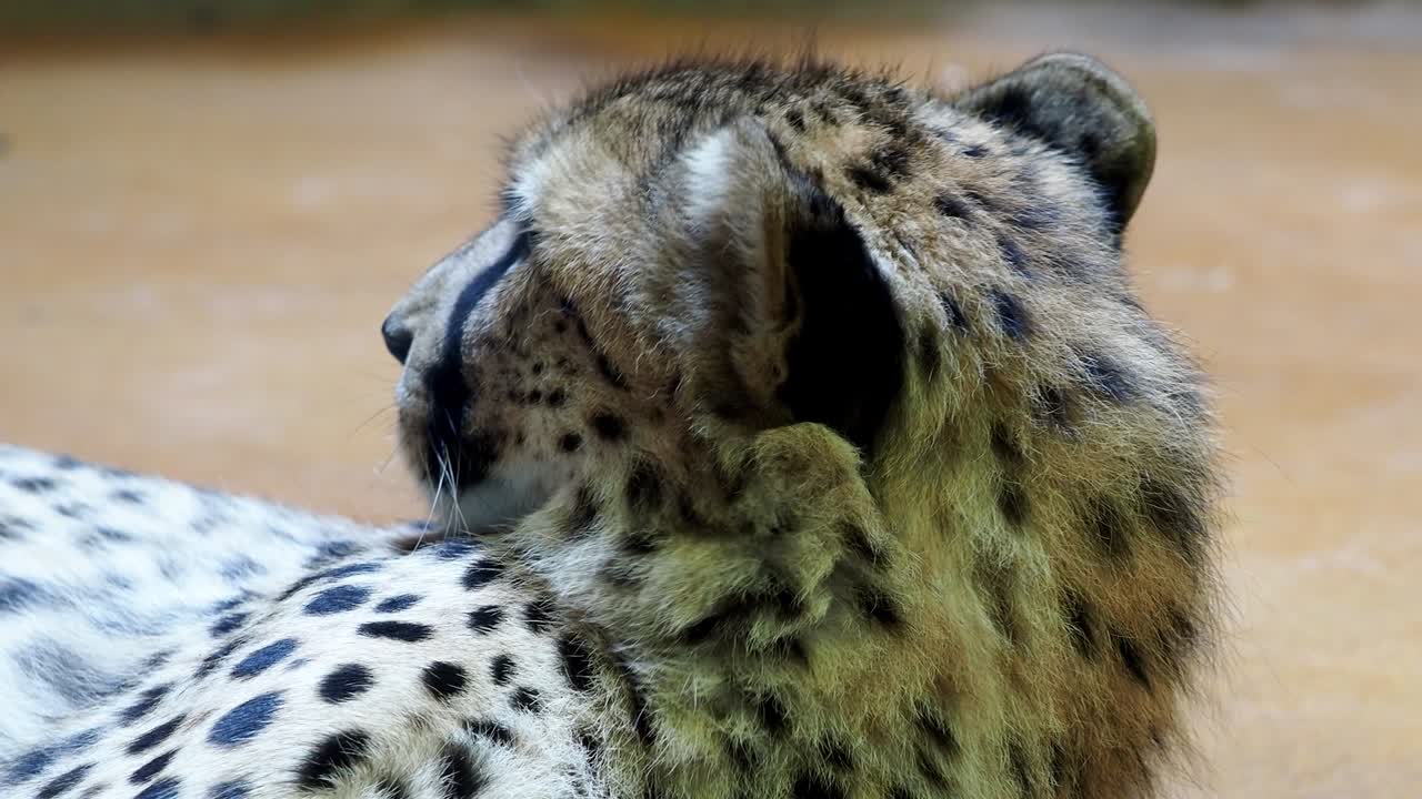 retrato de un guepardo, un gato salvaje africano