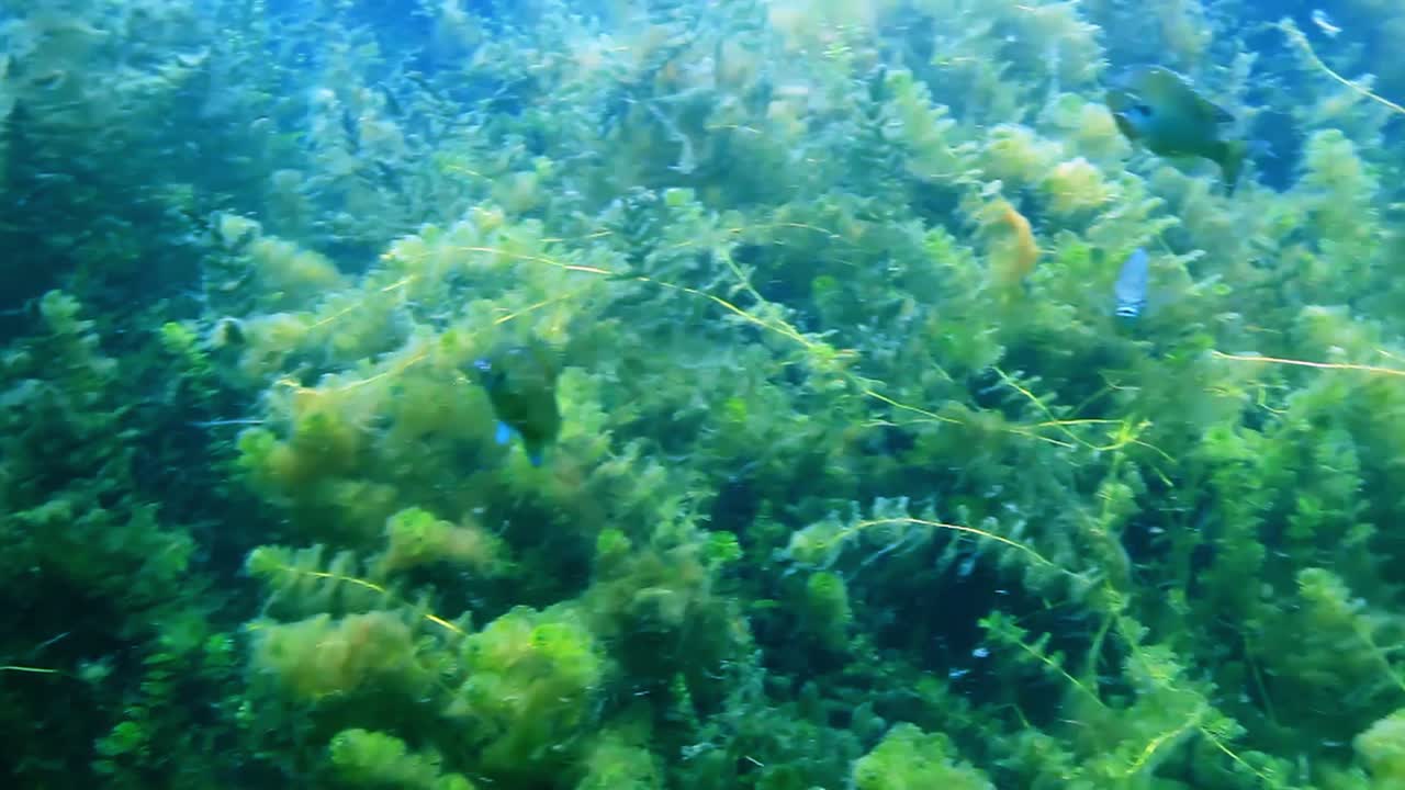 pescado a la plancha