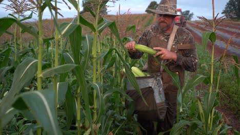 primer plano de un granjero recogiendo maíz de los tallos con un tractor en la distancia