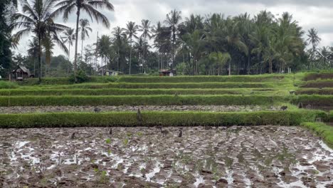 Juguetones-Monos-Macacos-Retozando-En-Los-Campos-De-Arroz-De-Ubud.