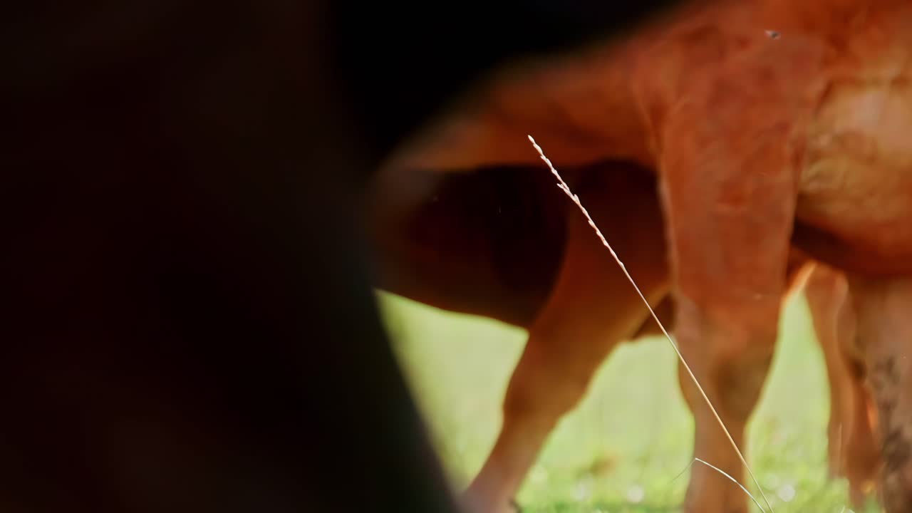 Prospettiva visiva di bovini da carne con pelo rossastro