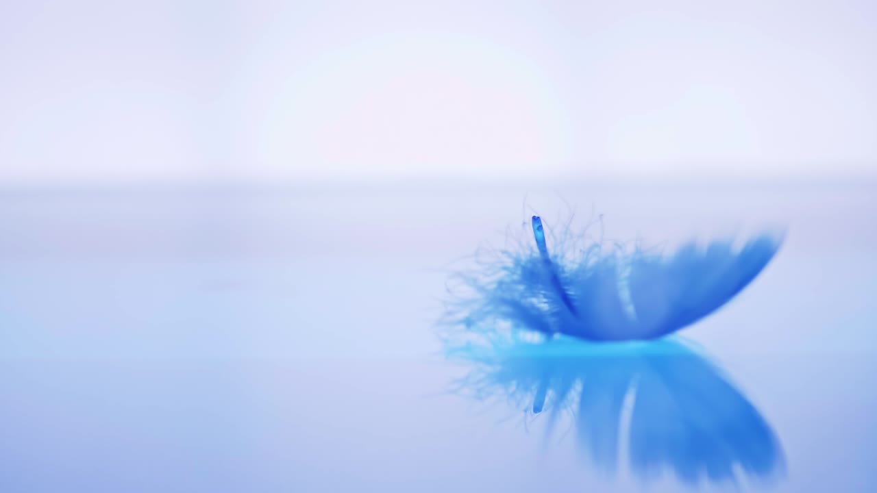 새의 깃털이 수면에 떨어졌다 슬로우 모션 감각으로 가을의 가벼움과 부드러움