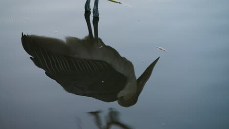 Reflexión-Sobre-El-Agua-De-Una-Cigüeña-Marabú-En-El-Mercado-De-Pescado,-El-Lago-Hawassa,-Hawassa,-Etiopía