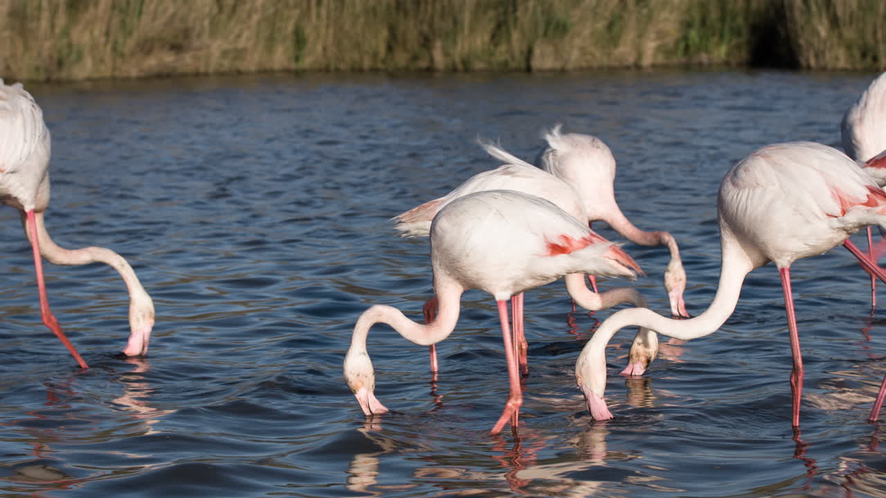 플라밍고 키네 4k 20