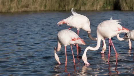 Flamingo-China-4K-20