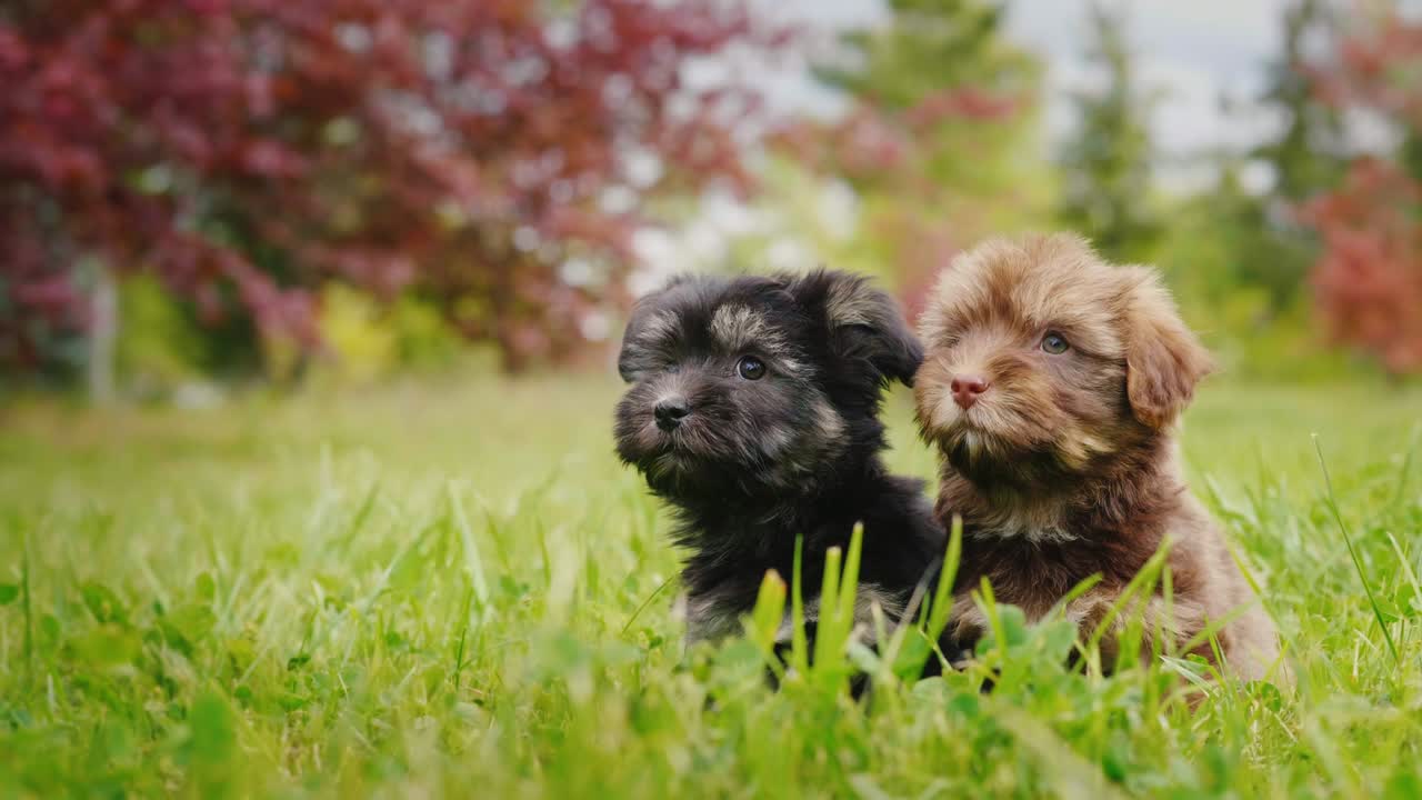 Two cute puppies sitting side by side on a green lawn, looking at the camera
