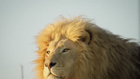 beautiful eye-level lion close-up at sunrise - eye