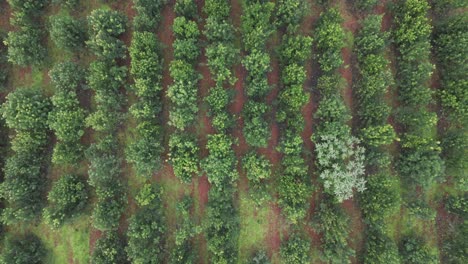 Vista-Aérea-Cenital-De-Una-Plantación-De-Yerba-Mate-Que-No-Está-Muy-Ordenada.