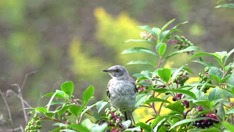 a northern gray mockingbird eating berries in a berry bush