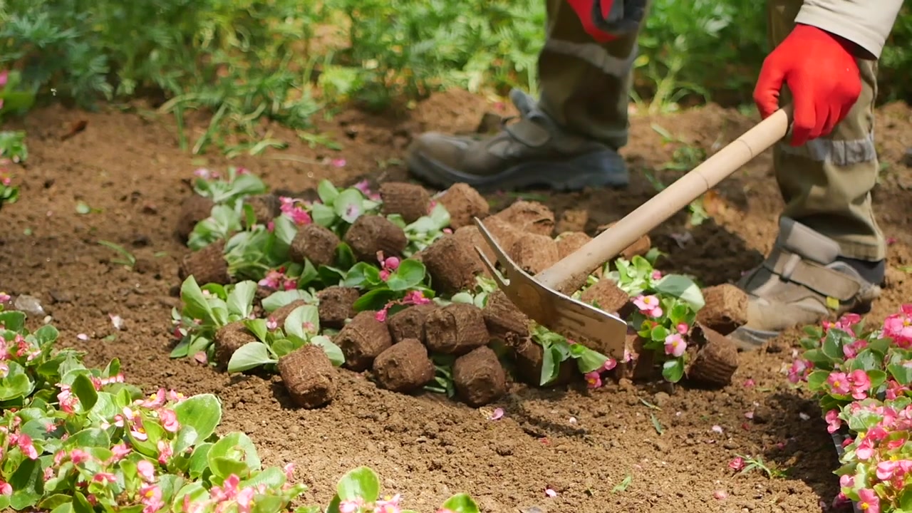 Jardinier plantant des fleurs dans la terre à l'aide d'outils à main