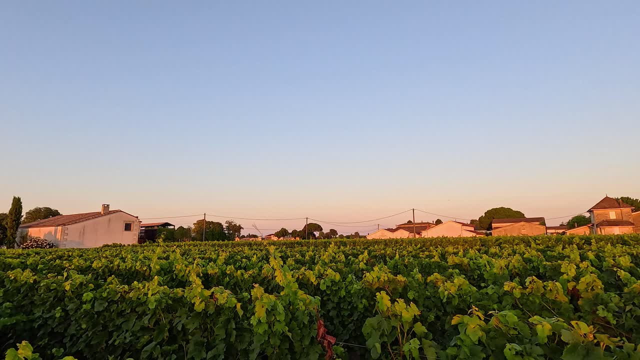 Sunset view of vineyard and buildings