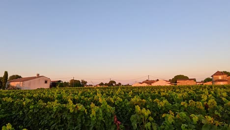 sunset view of vineyard and buildings