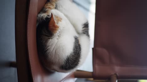 a cat sleeping soundly curled up on a chair