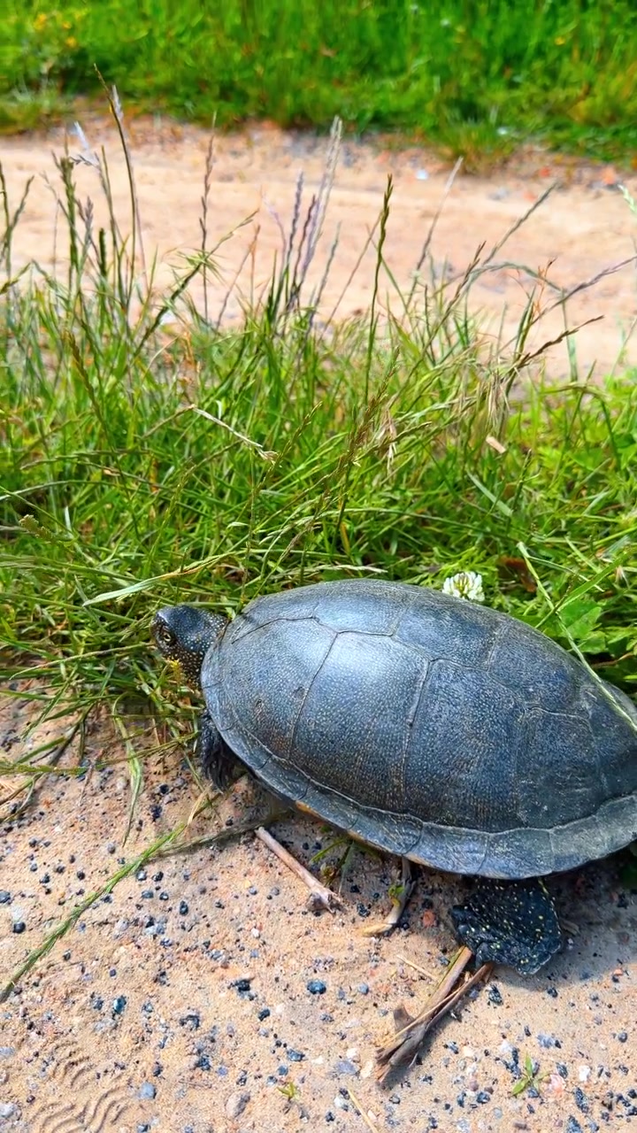 Wild turtle crawling on sandy ground near green herbage. Close up view of a dark reptile carapace, white clover flowers, summer daytime light, outdoor environment.