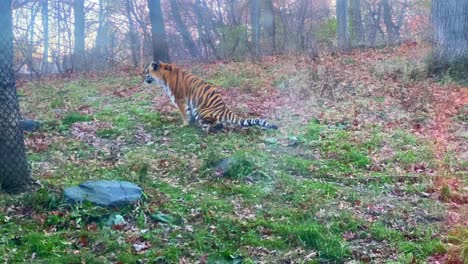 令人驚訝的老虎在明尼蘇達動物園