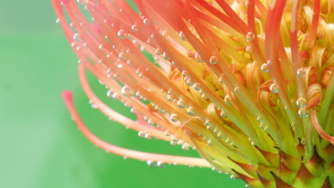 pincushion protea with bubbles